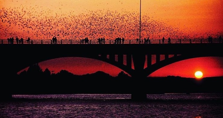 Bats at Congress Avenue Bridge